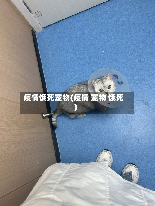 疫情饿死宠物(疫情 宠物 饿死)-第2张图片