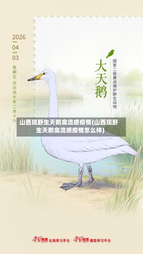 山西现野生天鹅禽流感疫情(山西现野生天鹅禽流感疫情怎么样)-第3张图片