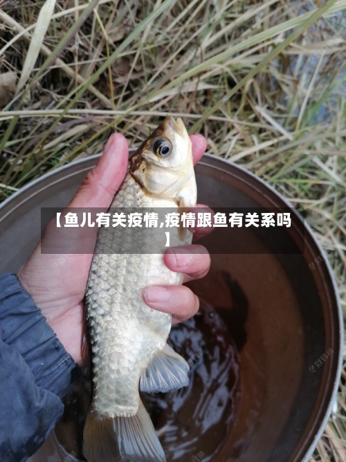 【鱼儿有关疫情,疫情跟鱼有关系吗】-第2张图片
