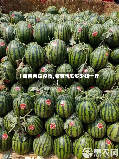 【海南西瓜疫情,海南西瓜多少钱一斤】