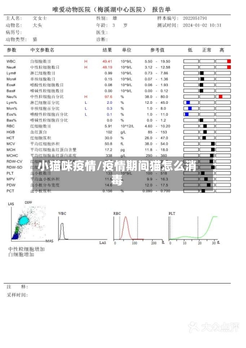小猫咪疫情/疫情期间猫怎么消毒-第2张图片