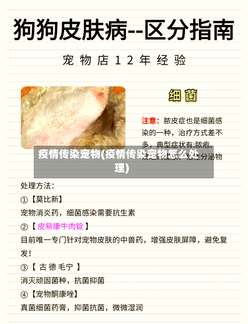 疫情传染宠物(疫情传染宠物怎么处理)-第2张图片